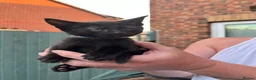 Domestic Shorthair cats for sale: 2x boys 2x girls in Worcester - Advert 5