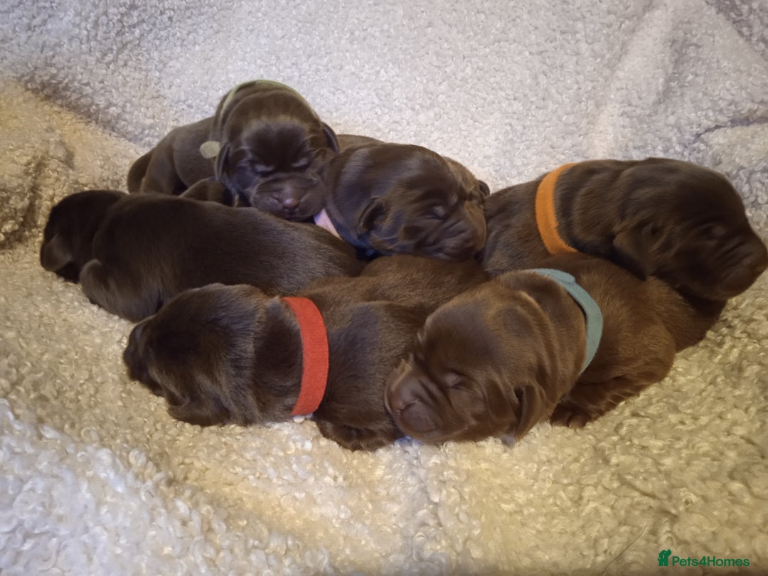 Labrador Retriever dogs for sale: KC CHOCOLATE LABRADORS PUPPIES, H TESTED PARENTS  - Advert 10