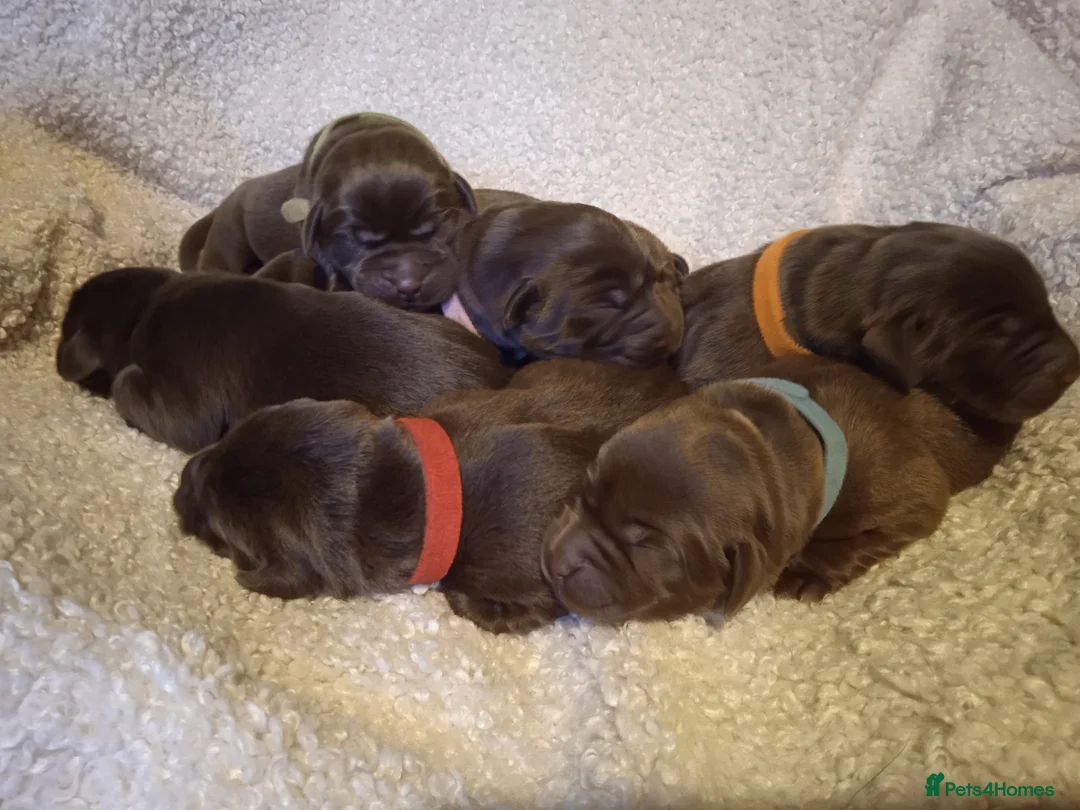 Labrador Retriever dogs for sale: KC CHOCOLATE LABRADORS PUPPIES, H TESTED PARENTS  - Advert 26