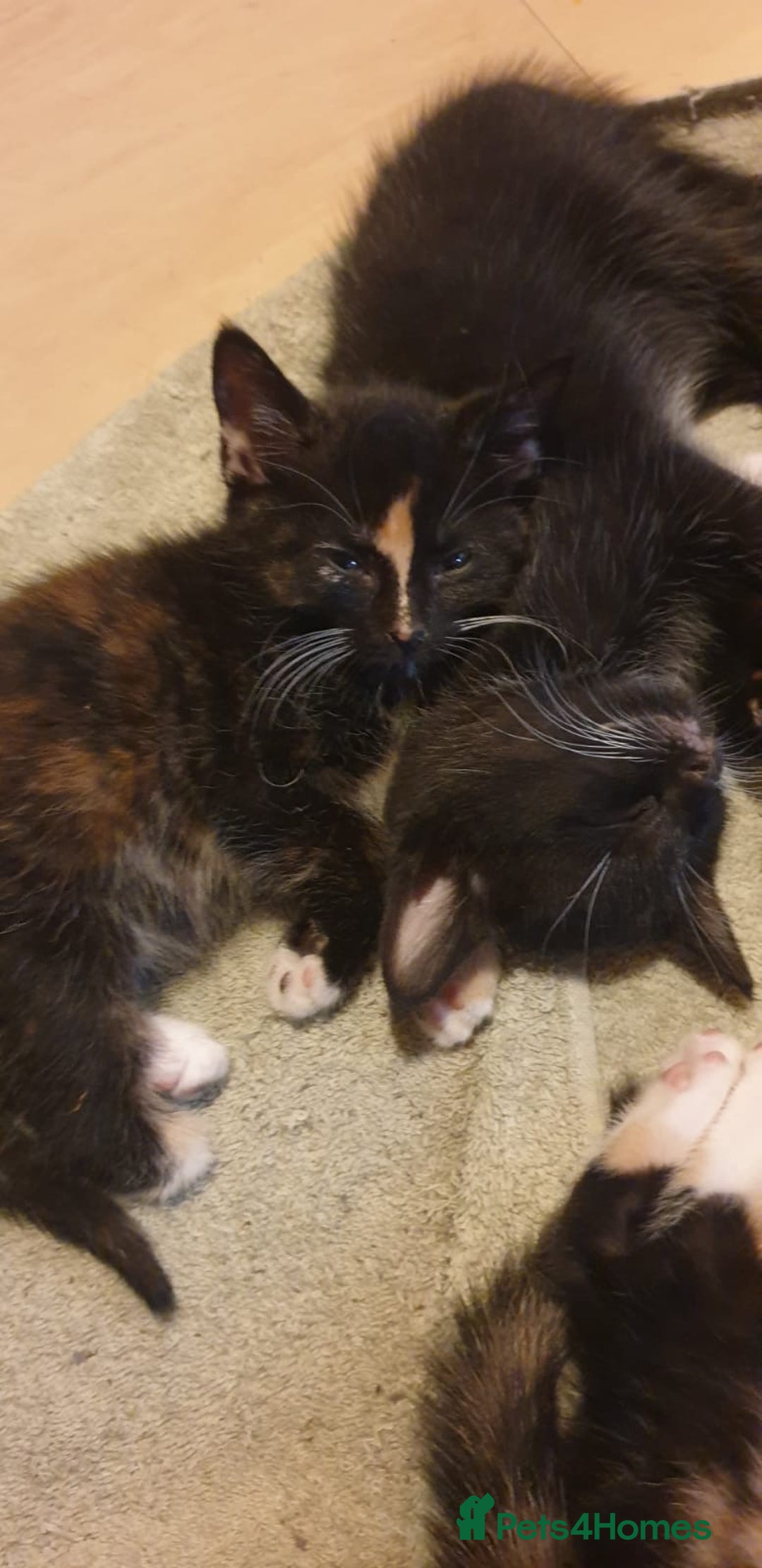 Mixed Breed cats for sale: Kittens for loving home  - Image 7