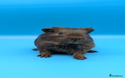 Guinea Pig rodents for sale: Guinea Pig Boar Chocolate Agouti Smooth Hair  - Image 1