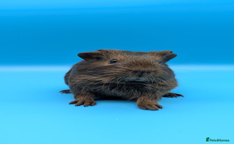 Guinea Pig rodents - Advert 3