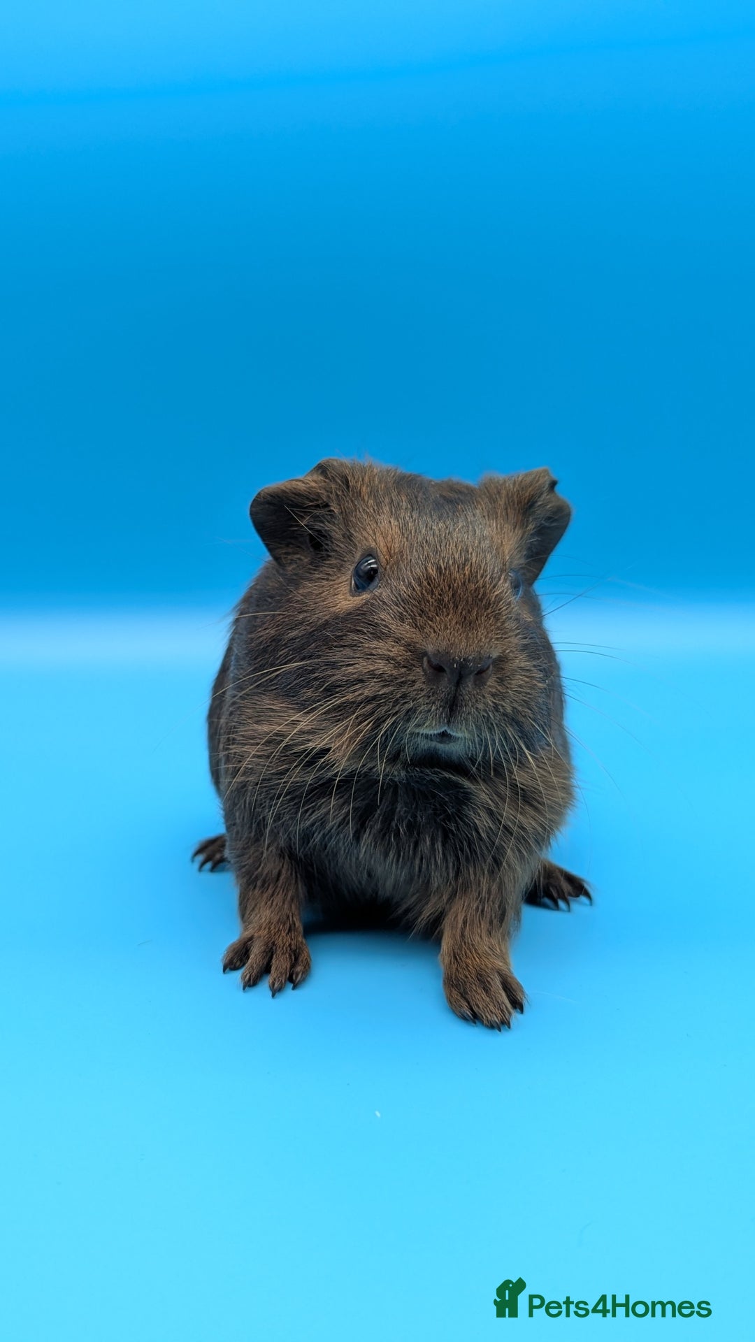 Guinea Pig rodents for sale: Guinea Pig Boar Chocolate Agouti Smooth Hair  - Image 1