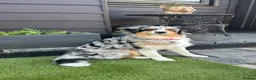 Australian Shepherd dogs for sale: Australian shepherd looking for a new home  - Advert 2