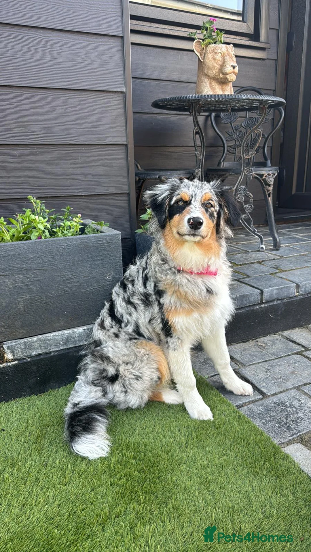 Australian Shepherd dogs for sale: Australian shepherd looking for a new home  - Advert 2