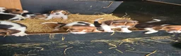 Beagle dogs for sale: 7 Beagle Puppies  in Wakefield - Advert 10