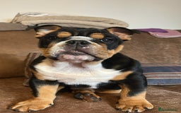 English Bulldog dogs for stud: Stud English Bulldog - Image 17