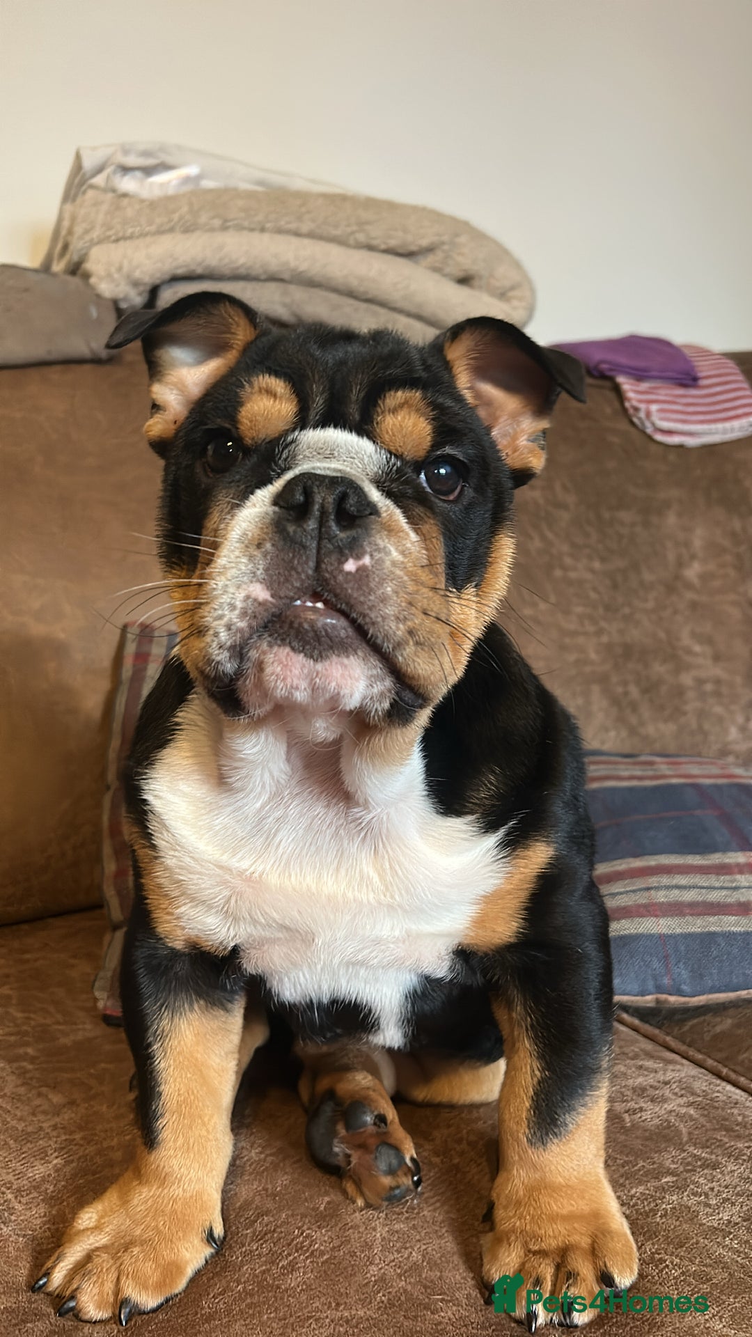 English Bulldog dogs for stud: Stud English Bulldog - Image 17