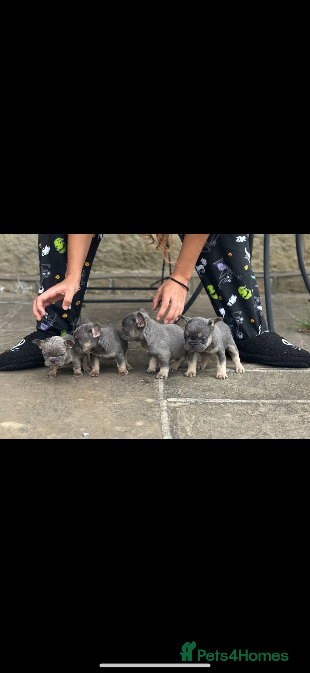French Bulldog dogs for sale: Miniature French bulldogs carry fluffy  - Image 3