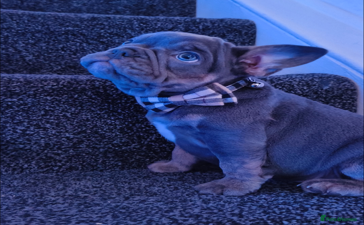 Mixed Breed dogs - Advert 1