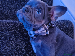 Mixed Breed dogs - Advert 4