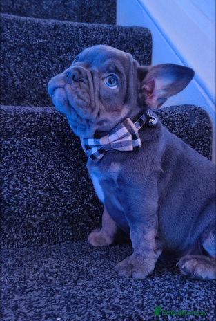 Mixed Breed dogs - Advert 1