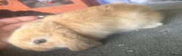 Mini Lop rabbits for sale: Mini lip doe looking for new home  - Advert 2