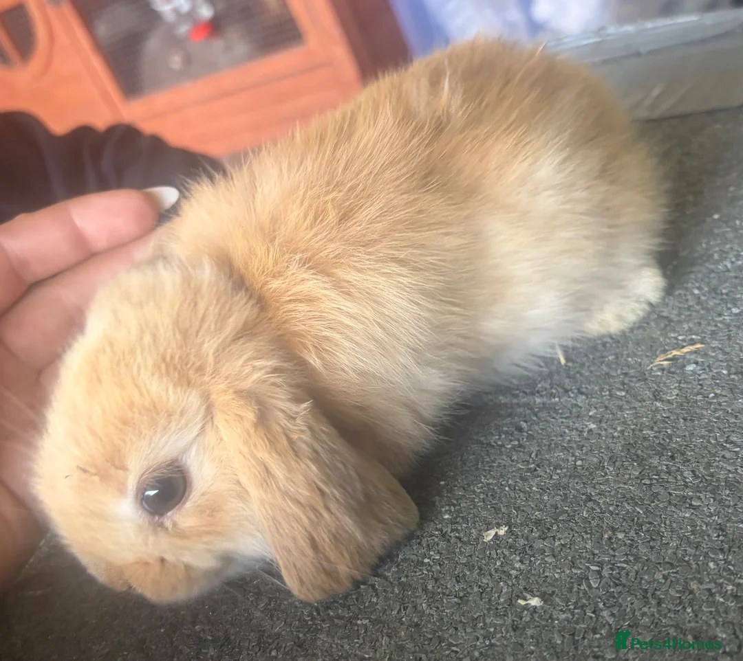 Mini Lop rabbits for sale: Mini lip doe looking for new home  - Advert 2