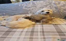 Bichon Frise dogs for sale: Dogs  - Image 3