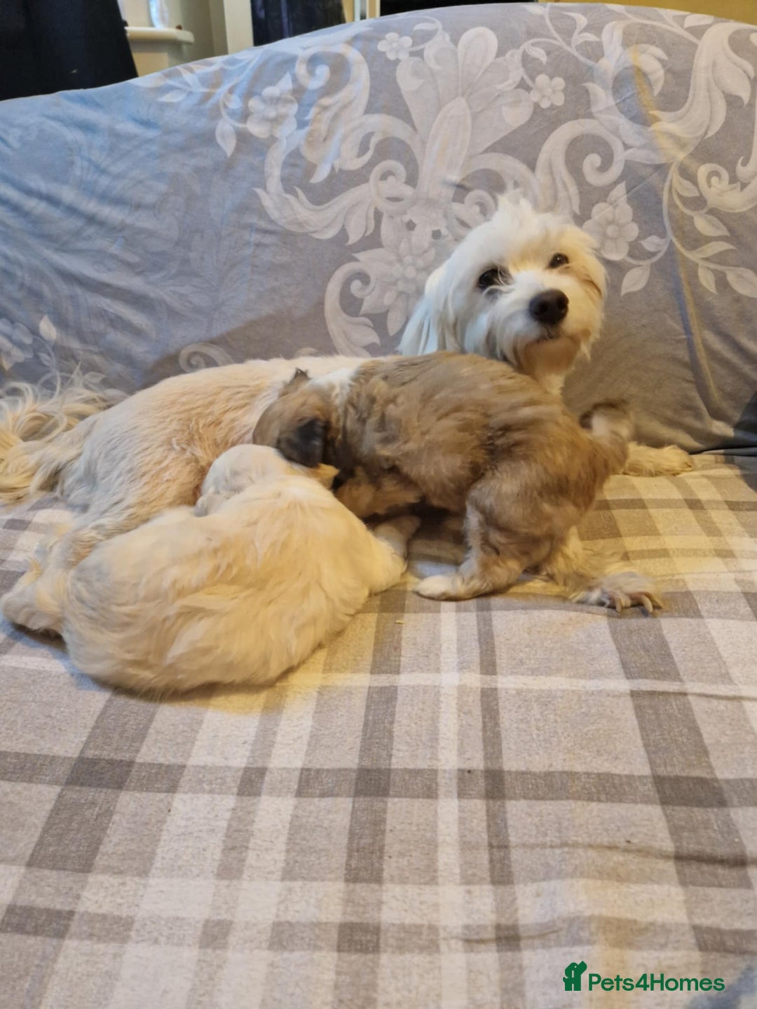 Bichon Frise dogs for sale: Dogs  - Image 3