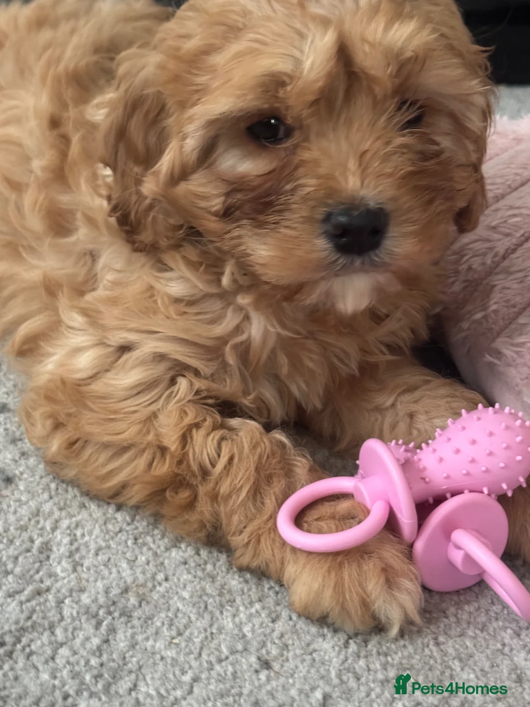 Cavapoo dogs for sale: Girl Cavapoo  - Advert 6