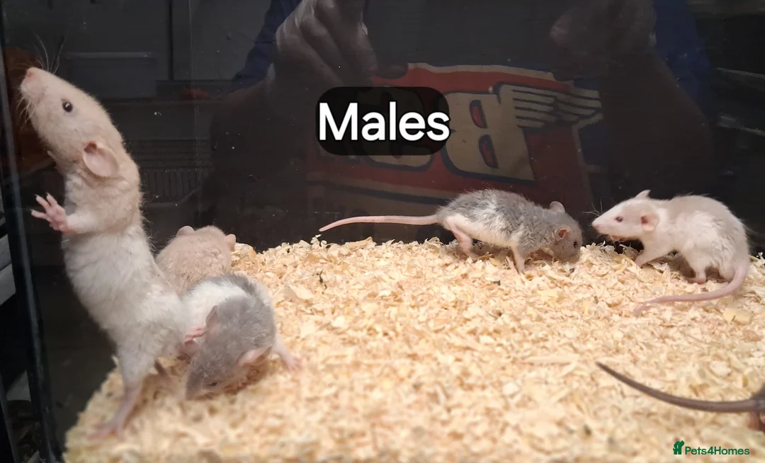 Rat rodents for sale: Baby Dumbo Rats , Males and Females  - Advert 2