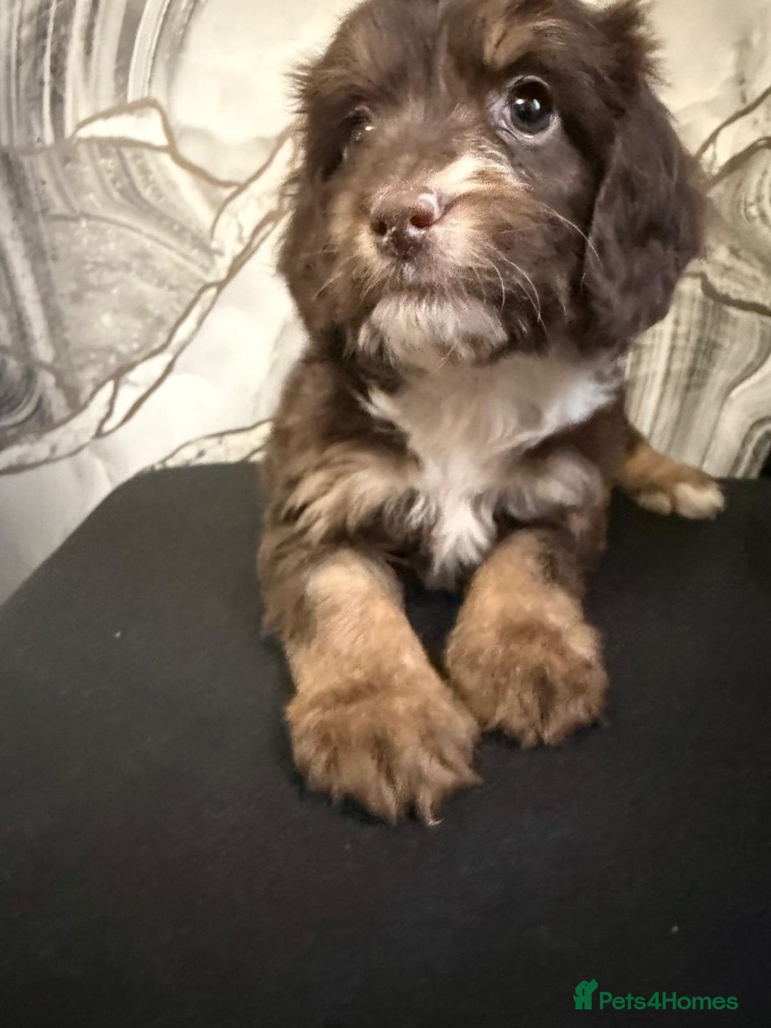 Cockapoo dogs for sale: Beautiful puppies - Advert 6