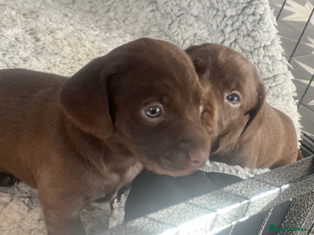 Mixed Breed dogs for sale: DAXIPOO PUPPIES  - Image 6