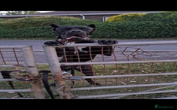 Cane Corso dogs for sale: WORLD CLASS CANE CORSO PUPPIES! 2 Males 4 Females. - Advert 6