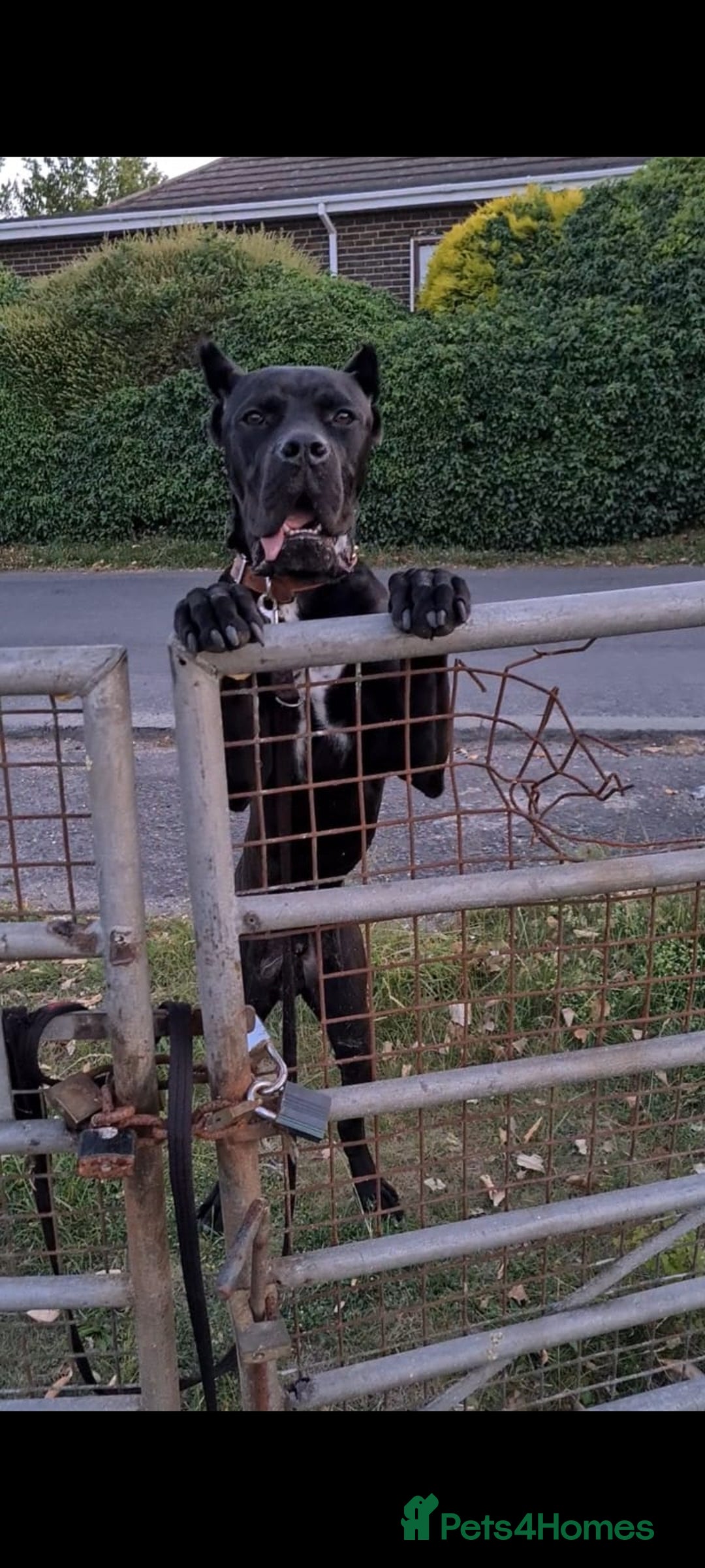 Cane Corso dogs for sale: WORLD CLASS CANE CORSO PUPPIES! 2 Males 4 Females. - Advert 6