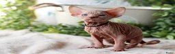 Sphynx cats for sale: Beautiful Pedigree Sphynx Kittens  - Advert 3