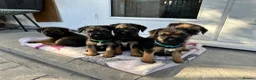 Border Terrier dogs for sale: Superb show quality slem free Border Terrier pups in Newton Abbot - Advert 6