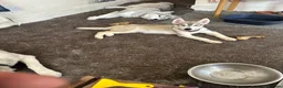 Siberian Husky dogs for sale: 3 Husky Puppies For Sale  - Advert 9