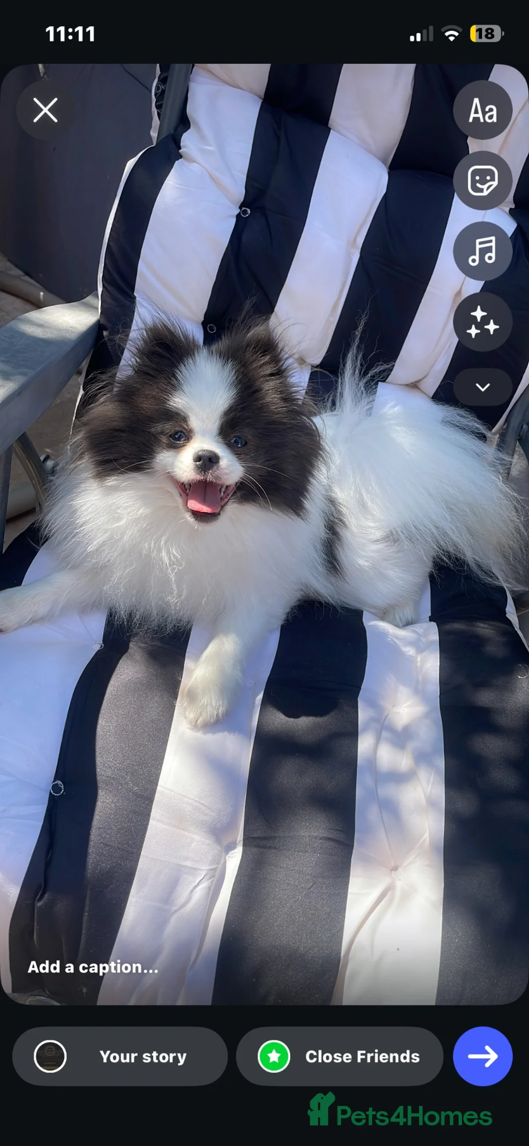 Pomeranian dogs for stud: Pomeranian for Stud.. 💙🧬 in Leeds - Advert 2