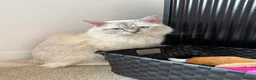 Ragdoll cats for sale: 8 beautiful ragdolls for sale in Ware - Advert 12