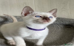 Siamese cats for sale: Stunning GCCF Registered Traditional Siamese.  - Image 11