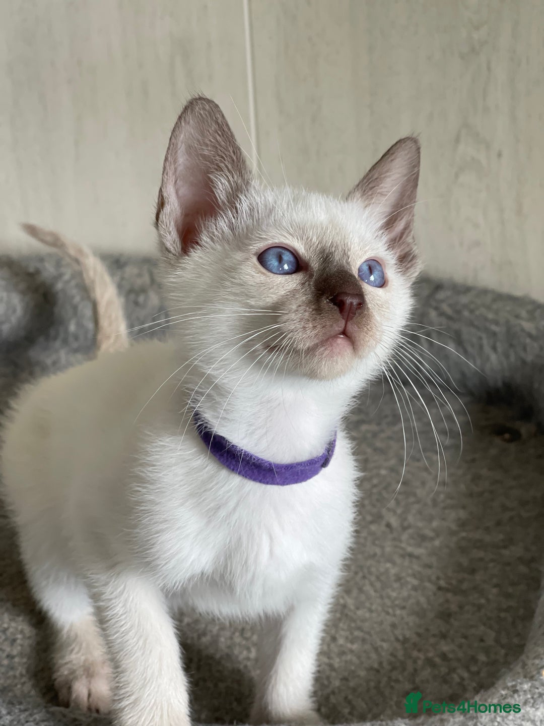 Siamese cats for sale: Stunning GCCF Registered Traditional Siamese.  - Image 11