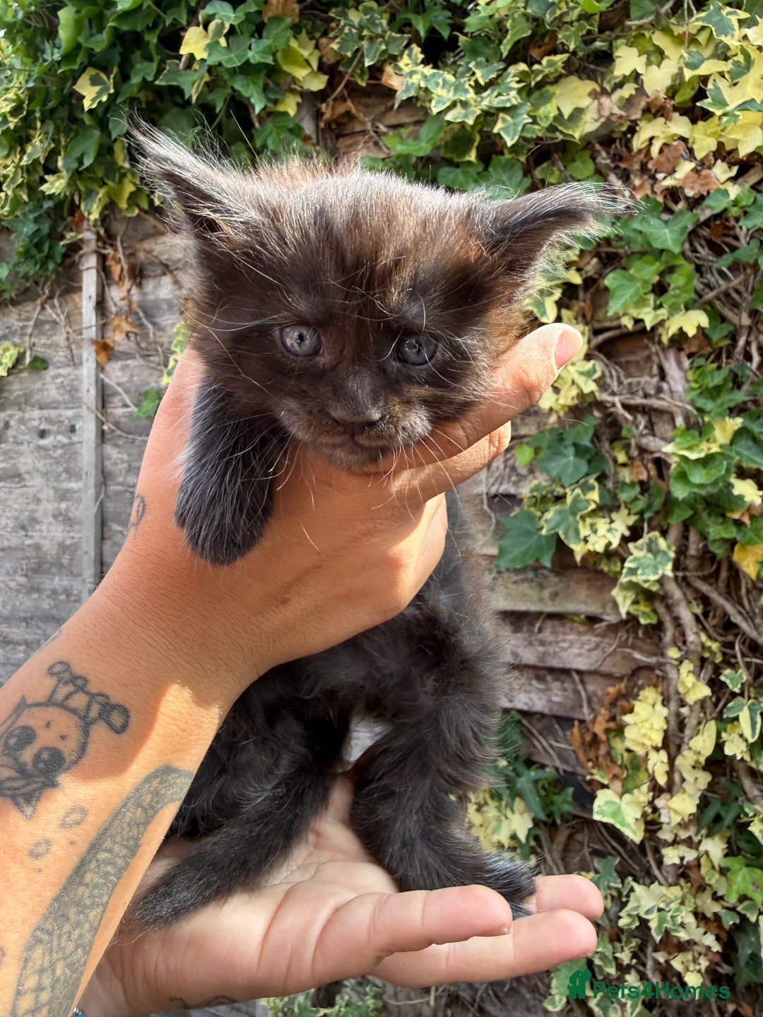 Maine Coon cats for sale: Pure Maine coon babies - Advert 2