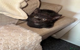 Bombay cats for sale: FREE 8 week old black kitten female  - Image 4