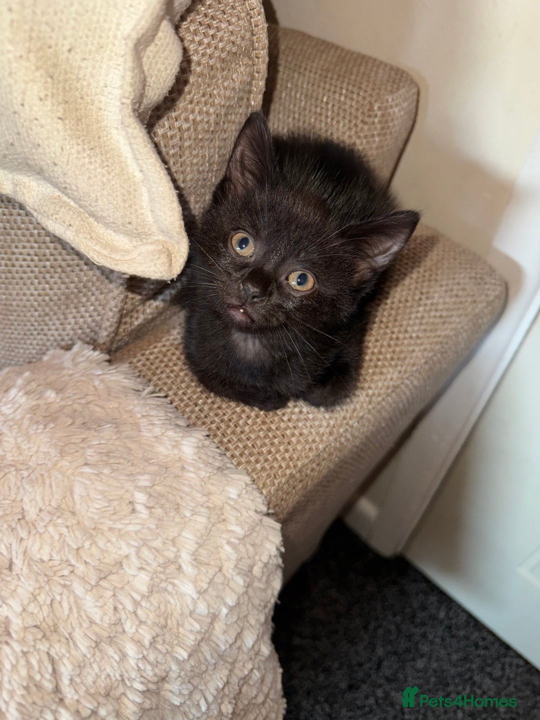 Bombay cats for sale: FREE 8 week old black kitten female  - Image 4