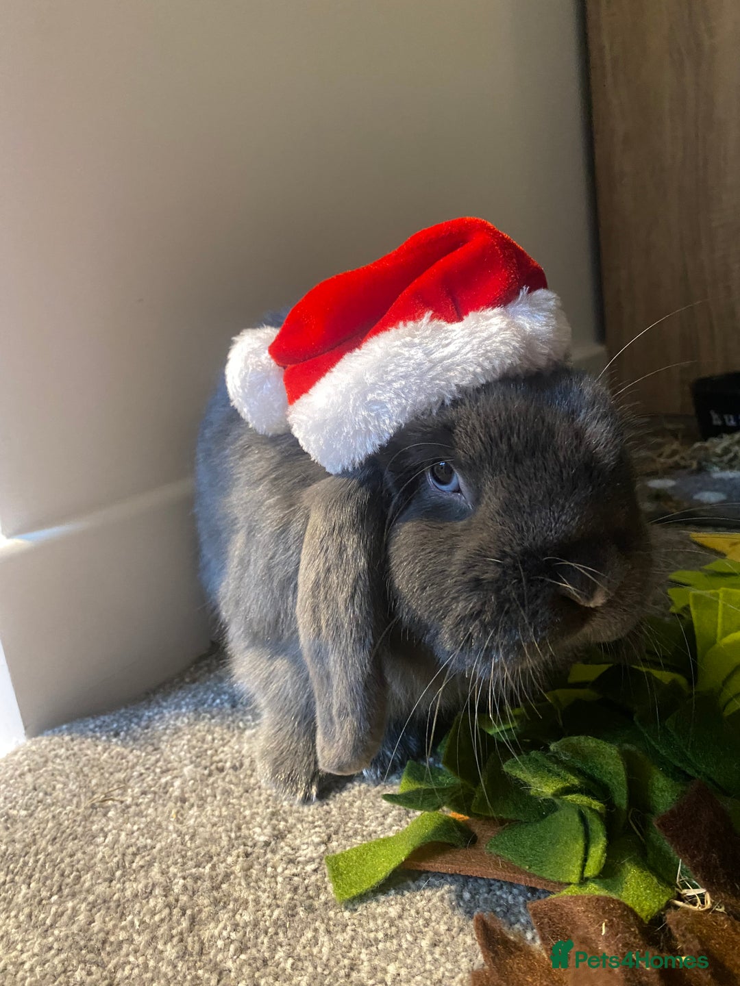 Mini Lop rabbits for sale: Bonded pair of rabbits - Advert 5