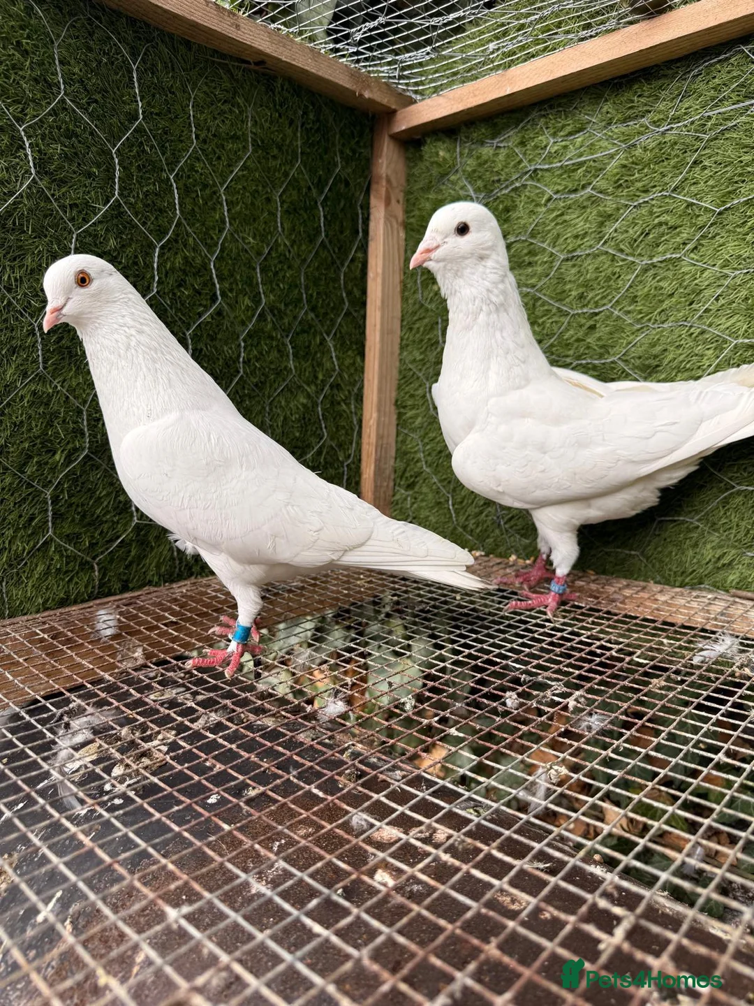 Pigeons birds for sale: 20 Mix  pigeon for sale - Advert 12