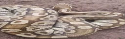 Python Snake reptiles for sale: Royal Python (Ball Python) - Advert 6