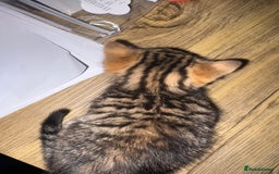 Mixed Breed cats for sale: Female kitten ready to leave 12th October  - Image 3