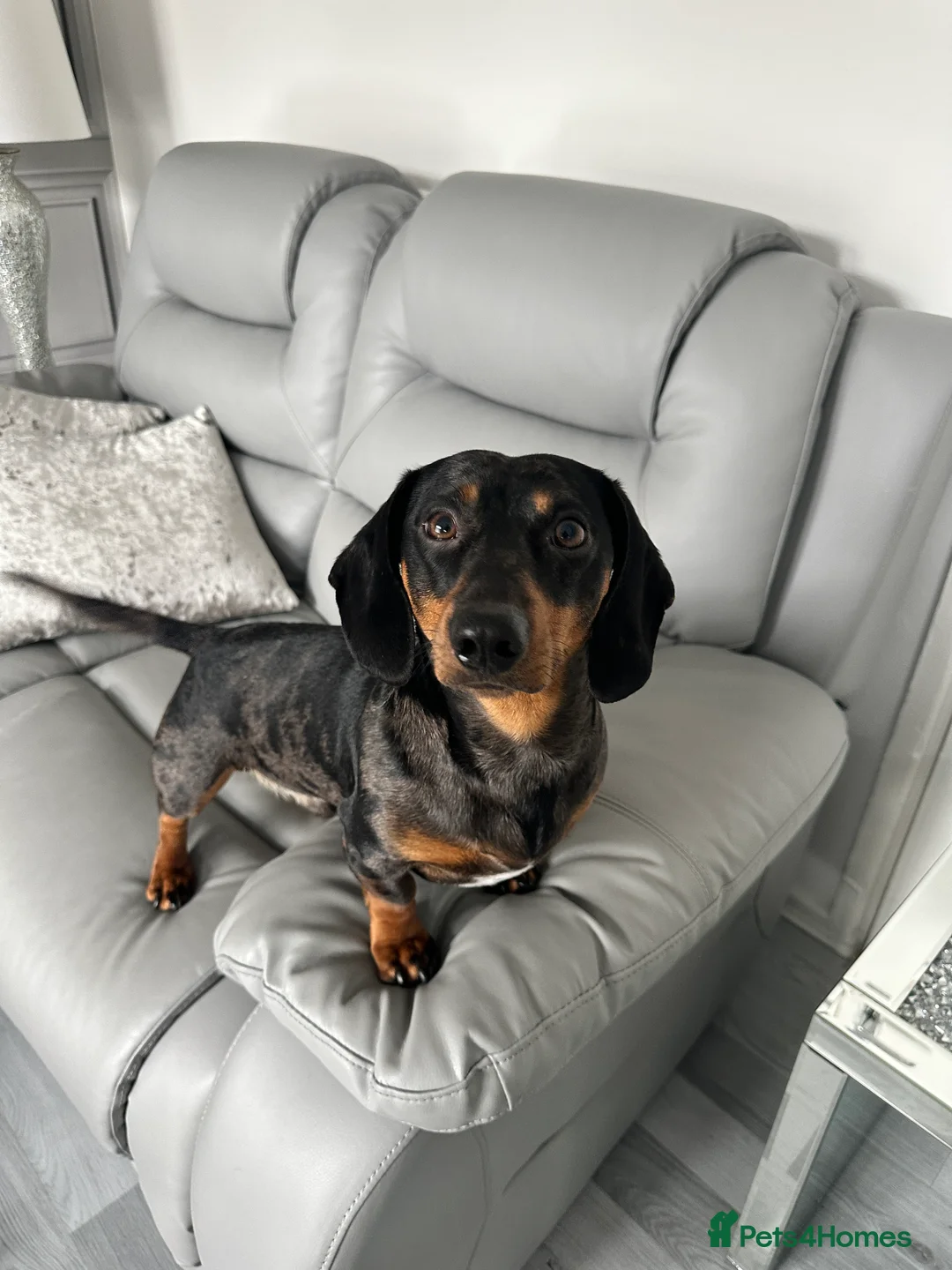 Dachshund dogs for stud: Beautiful Dachshund Dapple stud  in Manchester - Advert 3