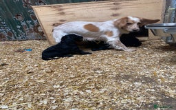 Cocker Spaniel dogs for sale: Cocker Spaniel Puppies - Image 16