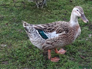 Ducks poultry 2 female ducks - Advert 1