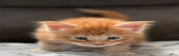 Maine Coon cats for sale: Xl Maine coon kittens health tested parents Tica R - Advert 26