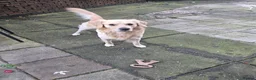 Golden Retriever dogs for stud: Golden retriever for stud - Advert 15