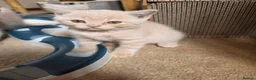 British Shorthair cats for sale: Cream British Shorthair  - Advert 5
