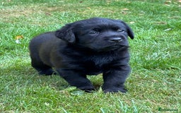 Labrador Retriever dogs for sale: Show chunky black Labradors - Image 8