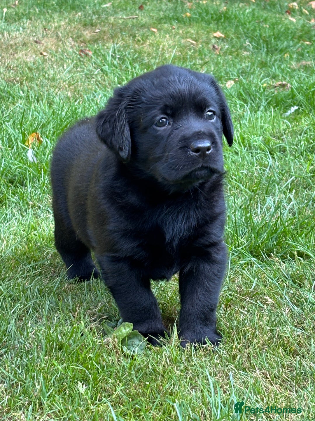 Labrador Retriever dogs for sale: Show chunky black Labradors - Image 8