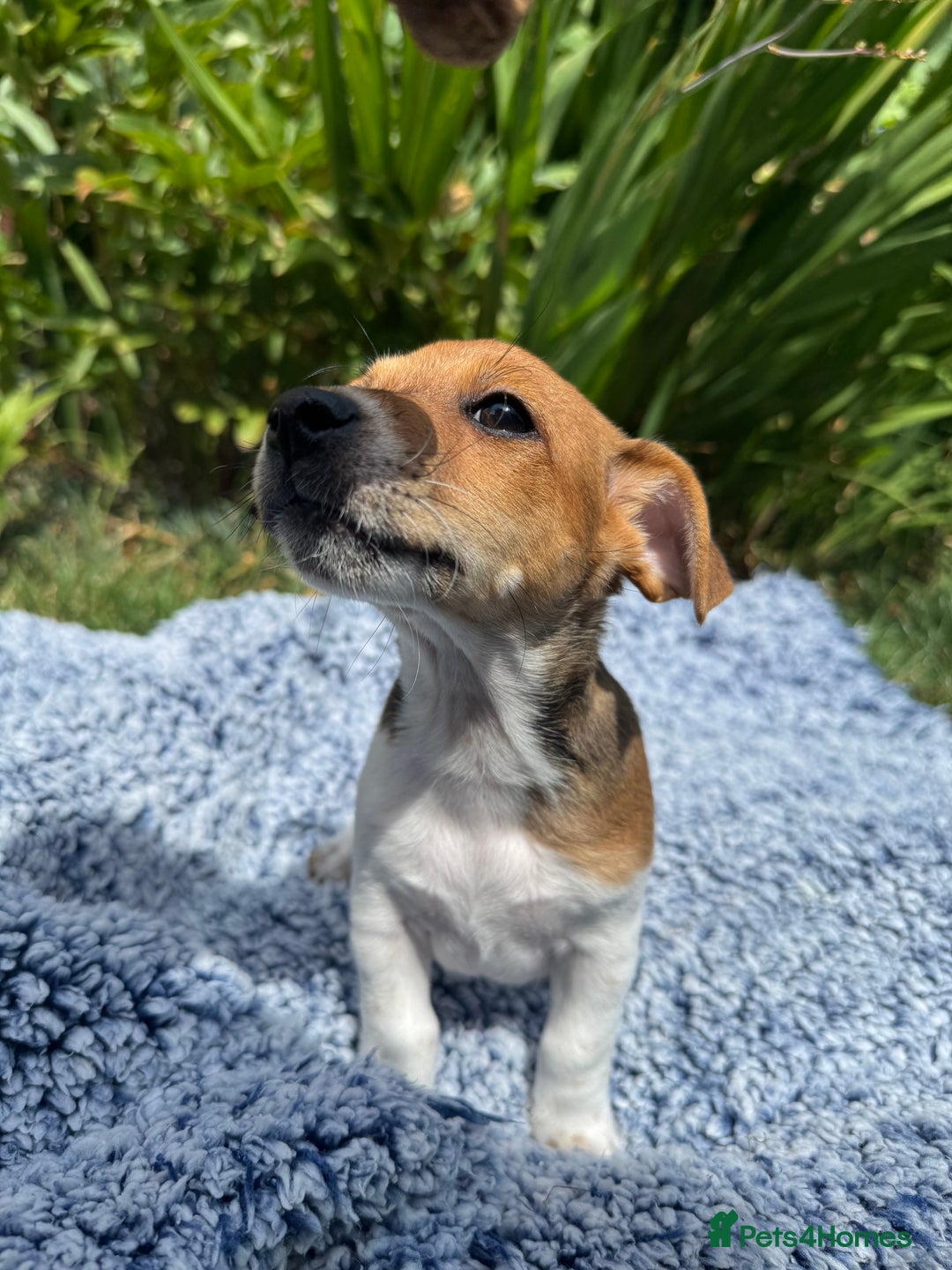 Jack Russell dogs for sale: 5 Available: Jack Russell Puppies. 2 Girls, 3 Boys - Image 6