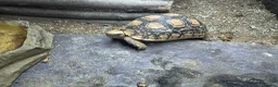 Tortoise reptiles for sale: 2 leopard tortoise with full setup in Bolton - Advert 3